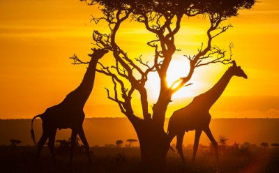 Kenya